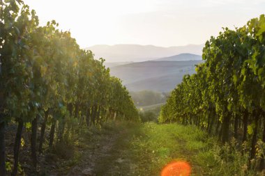 Şarap için üzüm tarlası. Üzüm bağı tepeleri. Sonbahar manzarası ve sıralanmış üzüm bağları. Toskana, İtalya.