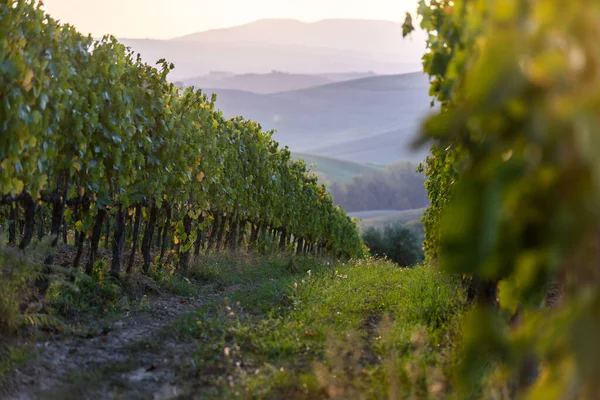 Szőlőültetvény bornak. Szőlőhegyek. Őszi táj szőlősorokkal. Toszkána, Olaszország. — Stock Fotó