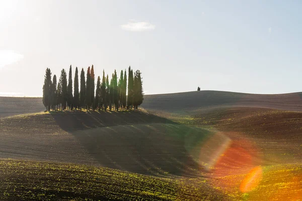 图斯卡纳，意大利，南欧，图斯卡纳，典型的图斯卡纳景观，黎明时分，在美丽的金色晨光下，蓝天映衬着一群柏树 — 图库照片