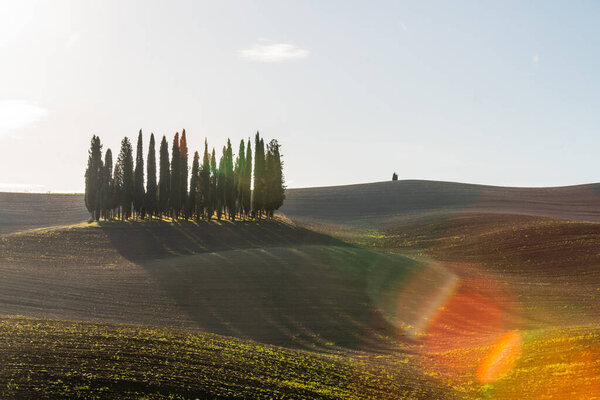 Scenic view of a typical Tuscan landscape with a group of cypresses against a blue sky in beautiful golden morning light at dawn, Tuscany, Italy, Southern Europe