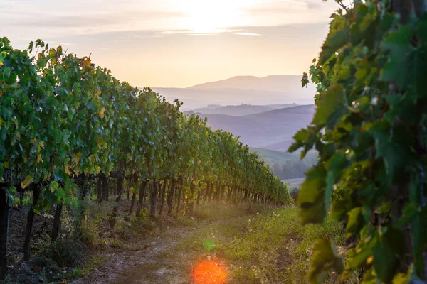 Un campo di uva per il vino. Colline di vigneti. Paesaggio autunnale con filari di vigneti. Toscana, Italia. — Foto Stock
