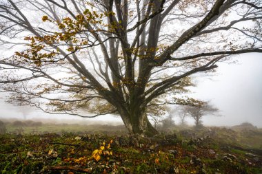 Düşen yapraklar ormanda sonbahara renk katar. Otzarreta Ormanı, Gorbea Doğal Parkı, Bizkaia, İspanya.