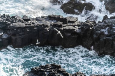 Birçok Seaguls 'un İzlanda Kayalıkları.