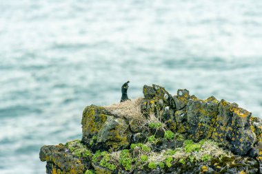 Phalacrocorax aristotelis, karabatakgiller (Phalacrocorax) familyasından bir kuş türü..