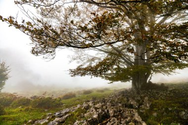 Yaprakların düşüşü ormandaki sonbahar mevsimini renklendirir. Otzarreta Ormanı, Gorbea Doğal Parkı, Bizkaia, İspanya.