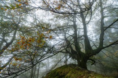 Düşen yapraklar ormanda sonbahara renk katar. Otzarreta Ormanı, Gorbea Doğal Parkı, Bizkaia, İspanya.