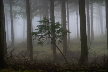 Gizemli Otzarreta Ormanı. Gorbea Doğal Parkı, Bask Ülkesi, İspanya.