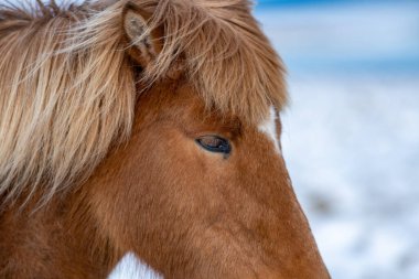 İzlanda atları. İzlanda atı İzlanda 'da üretilen bir attır..
