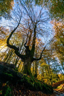Düşen yapraklar ormandaki sonbahar mevsimini renklendirir. Otzarreta Ormanı, Gorbea Doğal Parkı, Bizkaia, İspanya.