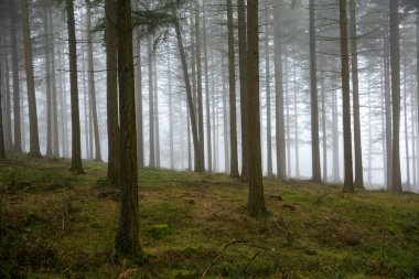 Düşen yapraklar ormandaki sonbahar mevsimini renklendirir. Otzarreta Ormanı, Gorbea Doğal Parkı, Bizkaia, İspanya.