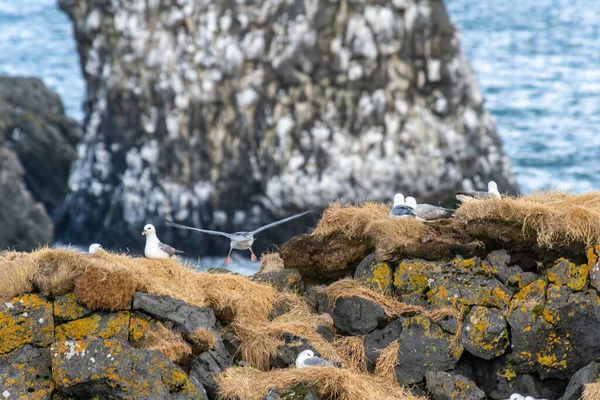 Чудові Чайки Сидять Скелі Лондраґарі Штат Айленд — стокове фото
