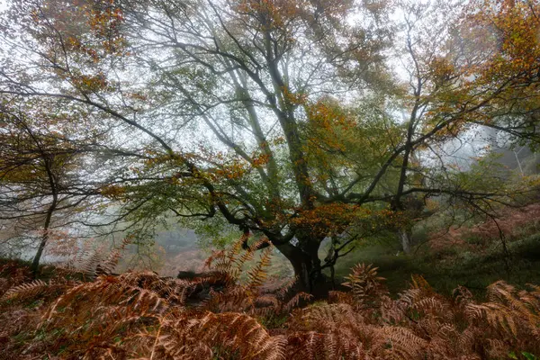 Folhas Caídas Adicionam Cor Outono Floresta Otzarreta Forest Gorbea Natural — Fotografia de Stock