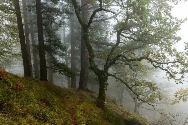 Das Fallende Laub Färbt Die Herbstzeit Wald Otzarreta Wald Gorbea — Stockfoto