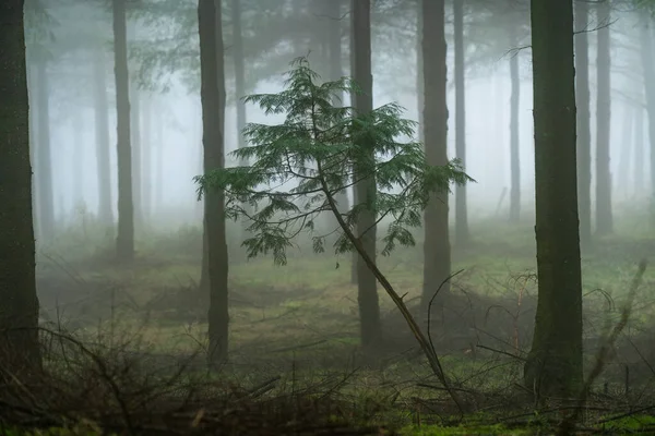 Foglie Cadenti Colorano Stagione Autunnale Nella Foresta Foresta Otzarreta Parco — Foto Stock