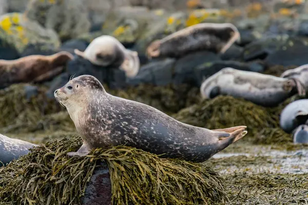 Zeehonden Zeeleeuwen Zonnebaden Ytri Tunga Strand Het Schiereiland Snaefellsnes West — Stockfoto