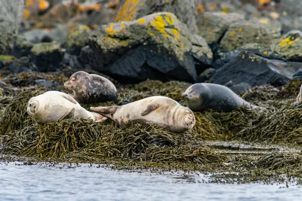 Focas Lobos Marinos Tomando Sol Playa Ytri Tunga Península Snaefellsnes —  Fotos de Stock