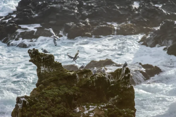 Beautiful Seagulls Sitting Cliff Londrangar Iceland — Stock Photo, Image