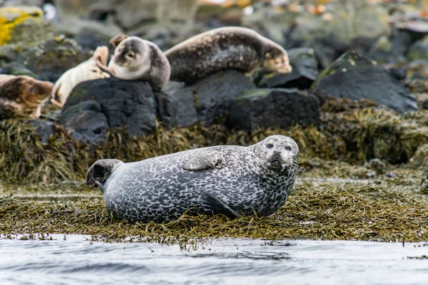 Seals Sea Lions Sunbathing Ytri Tunga Beach Snaefellsnes Peninsula West Stock Picture