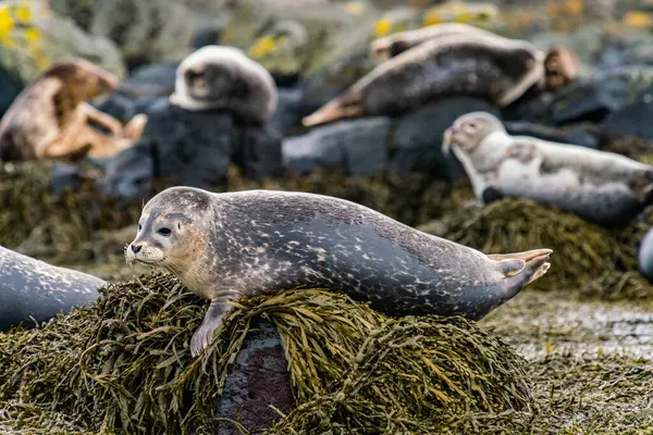 Tätningar Sjölejon Som Solar Ytri Tunga Stranden Snaefellsnes Halvön Västra — Stockfoto