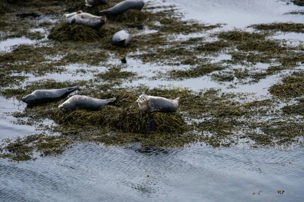 Tuleni Lachtani Opalují Pláži Ytri Tunga Poloostrově Snaefellsnes Západním Islandu — Stock fotografie