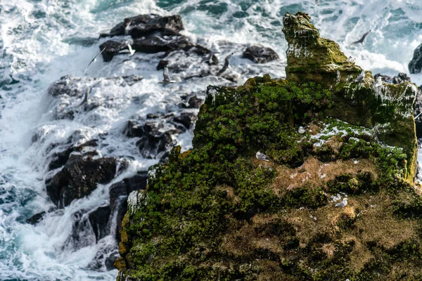 Ісландія Кліп Багатьох Морських Птахів — стокове фото