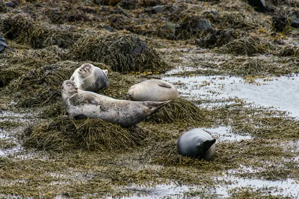 Zeehonden Zeeleeuwen Zonnebaden Ytri Tunga Strand Het Schiereiland Snaefellsnes West — Stockfoto