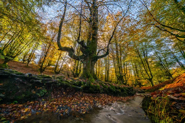 Падіння Залишає Барви Осіннього Сезону Лісі Ліс Отсарта Природний Парк — стокове фото