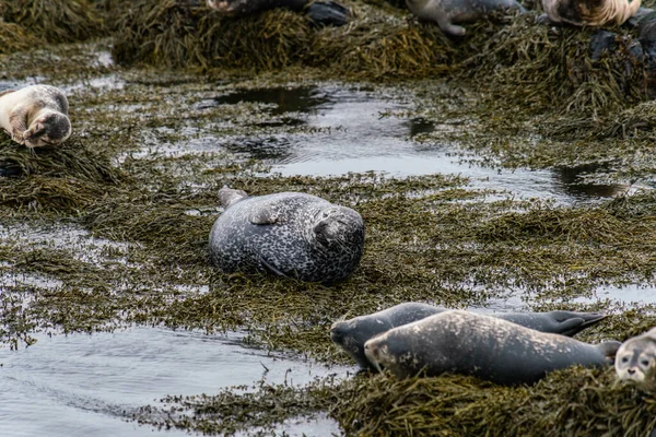 Тюлені Морські Леви Купаються Пляжі Ітрі Тунга Півострові Снафеллснес Західній — стокове фото