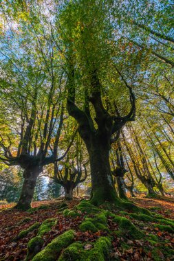 Gizemli Otzarreta Ormanı. Gorbea Doğal Parkı, Bask Ülkesi, İspanya.