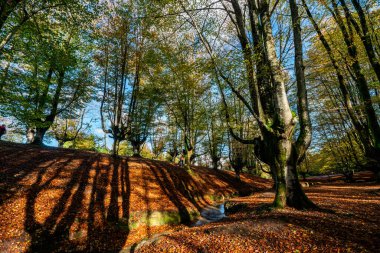 Gizemli Otzarreta Ormanı. Gorbea Doğal Parkı, Bask Ülkesi, İspanya.