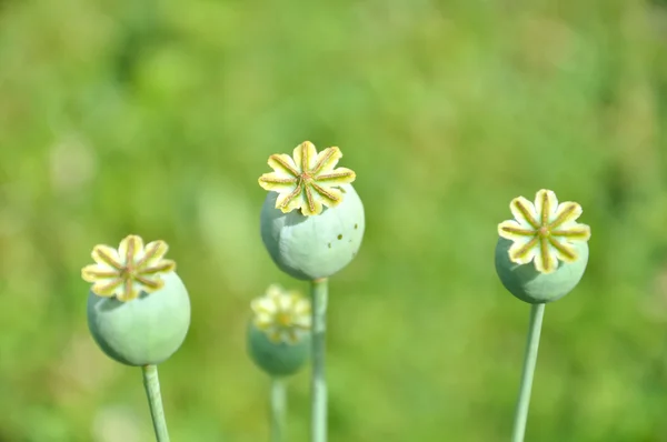 Poppy on a grass background — Stock Photo, Image