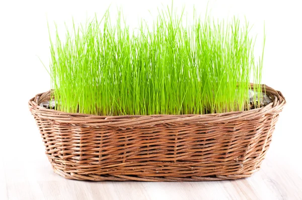 复活节与绿草的空篮子里 — 图库照片