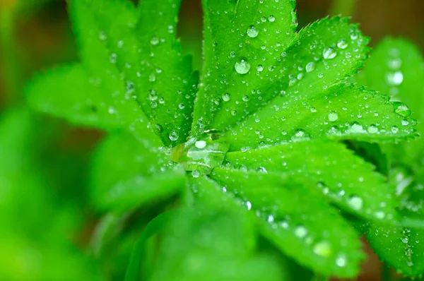 Nahaufnahme eines Blattes und Wassertropfen darauf Hintergrund — Stockfoto