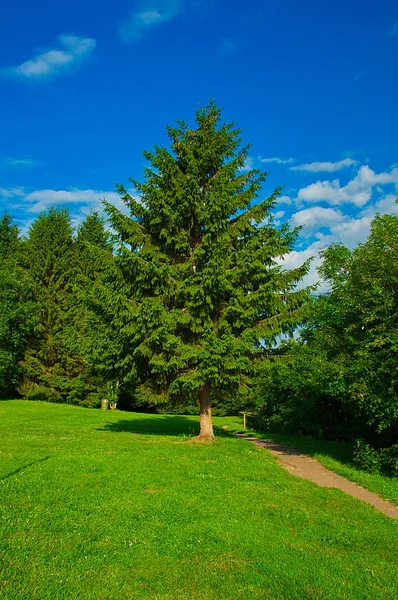 Spruce trädet, grönt gräs och blå himmel. — Stockfoto