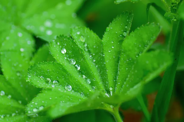 Close-up of a leaf and water drops on it background — Stock Photo, Image