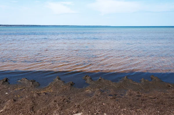 Erba marina e fango — Foto Stock