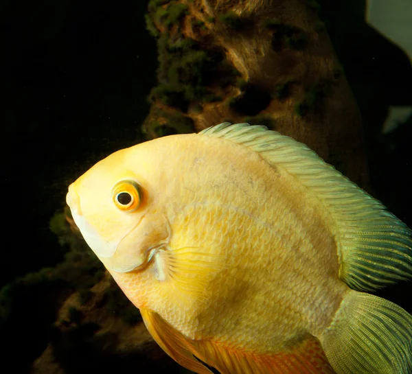 Duże żółte akwarium ryby portret — Zdjęcie stockowe