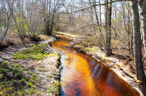 Little stream in the forest at fall time