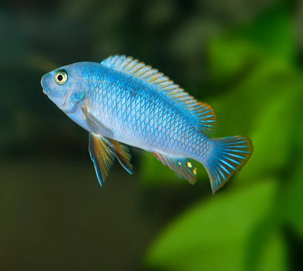 Blue aguarium fish — Stock Photo, Image