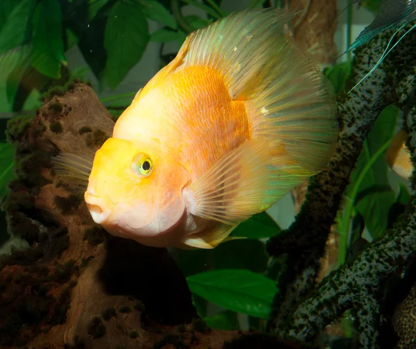 Grote gele aquarium vissen portret — Stockfoto