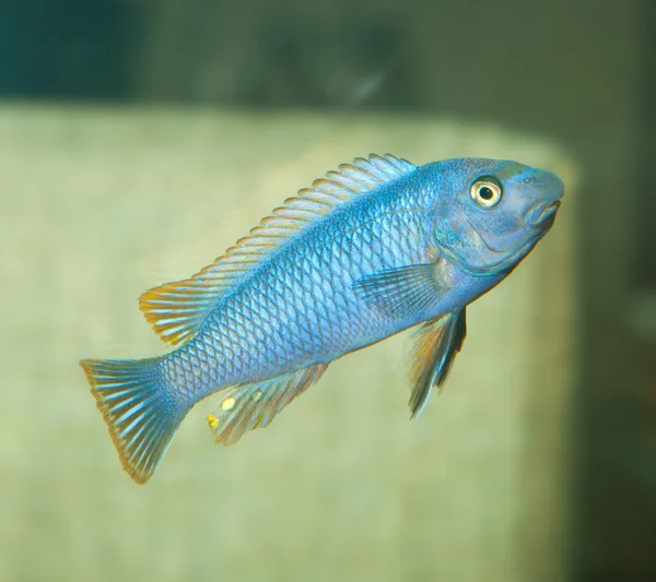 Blue aguarium fish — Stock Photo, Image