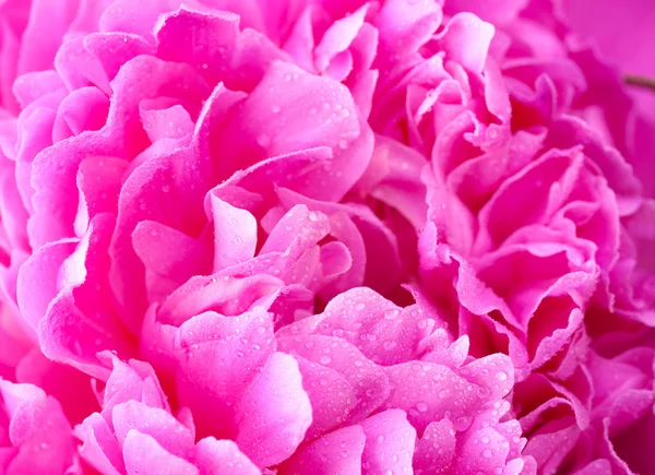 Rosa Pfingstrose mit Wassertropfen aus nächster Nähe — Stockfoto