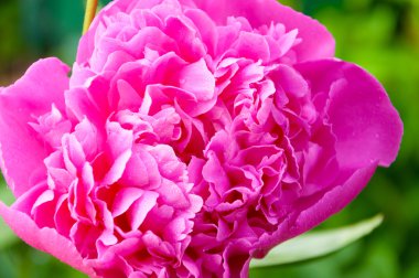 pembe Şakayık waterdrops ile yakın çekim