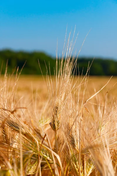 Summer Landscape with Wheat Field — Stock Photo, Image