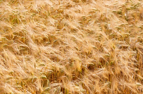 Fields of wheat at the end of summer fully ripe — Stock Photo, Image