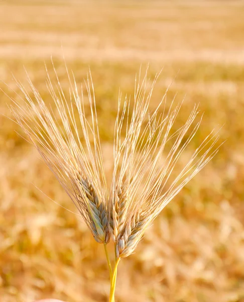 Macro shot of three ear of wheat — Stock Photo, Image