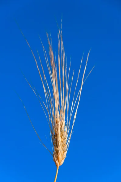 Macro shot of ear of wheat — Stock Photo, Image