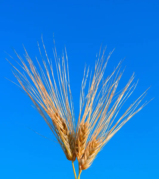 Macro shot of three ear of wheat — Stock Photo, Image
