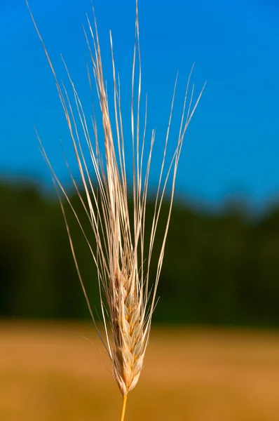 Macro shot of ear of wheat — Stock Photo, Image