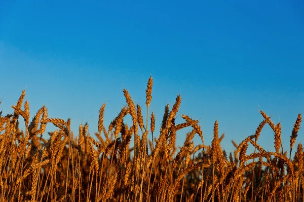 Golden harvest under blue cloudy sky. — Stock Photo, Image